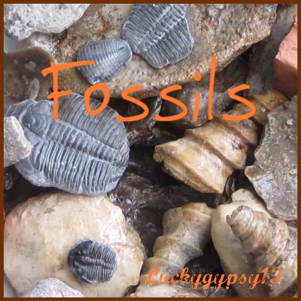 Fossil Jewelry